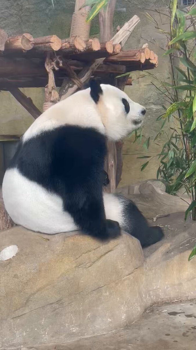 A Chance for Lasting Survival パンダ 中国 maxresdefault.jpg