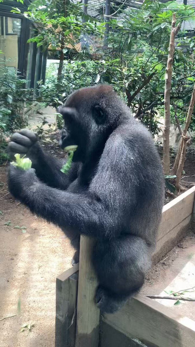 ゴリラが好きなモンキー/プロフ読んでね！ ゴリラ🦍 – търсене / X