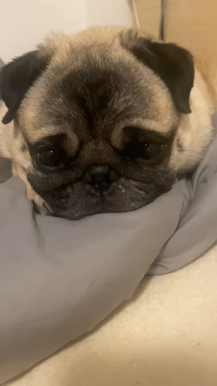 1/6 パグ Pug 犬 「おやすみモード」 うつ伏せ 仰向け 2種 ＆ ベッド 1/6 パグ Pug 犬 「おやすみモード」 うつ伏せ 仰向け 2種 ＆ ベッド
