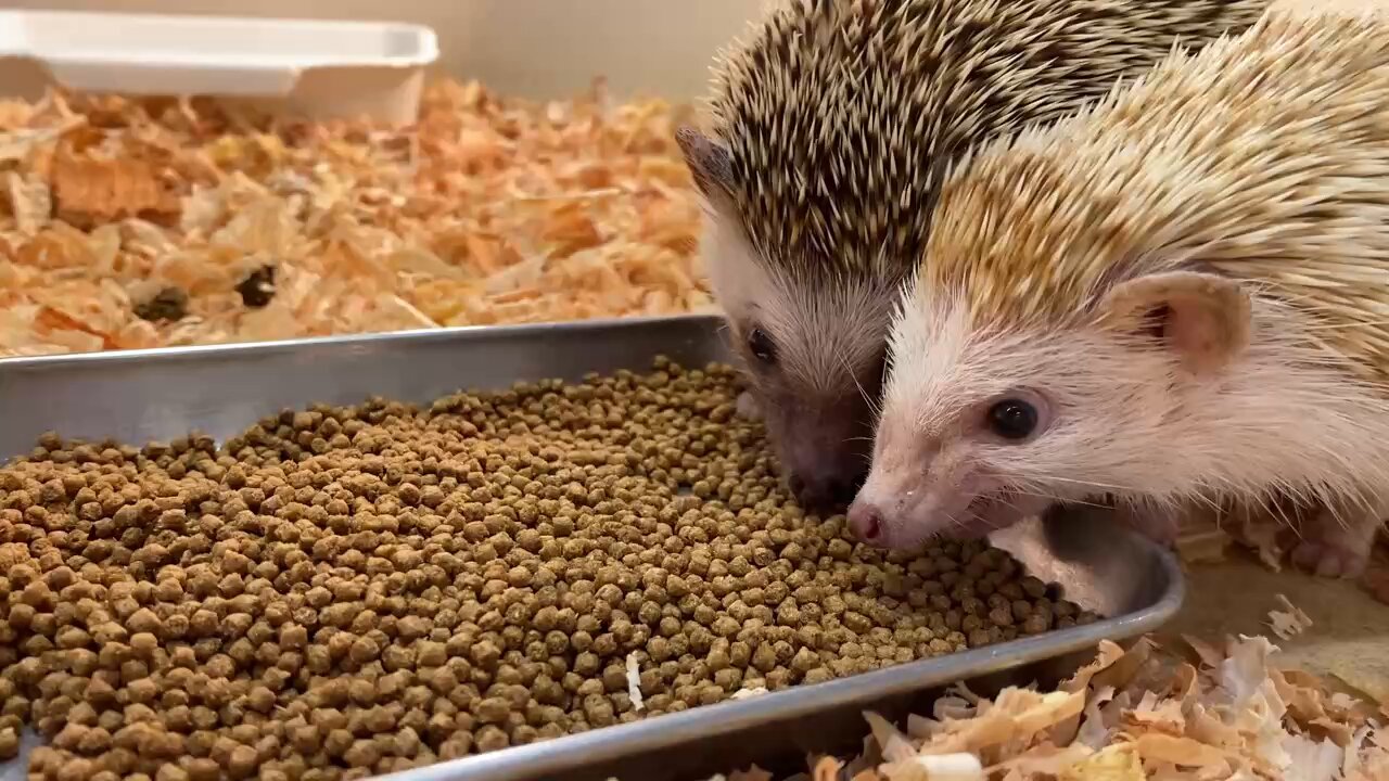 ◆ ハリネズミ◆エキゾチックアニマル◆ケージ（大）◆ ハリネズミ用ケージにピッタリ！「シャトルマルチ85」をレビュー