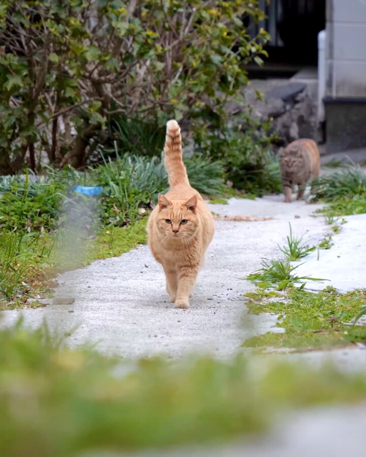 しまねこ simabossneko | ・ ㊗️Threads開設🎉 島猫スペシャル