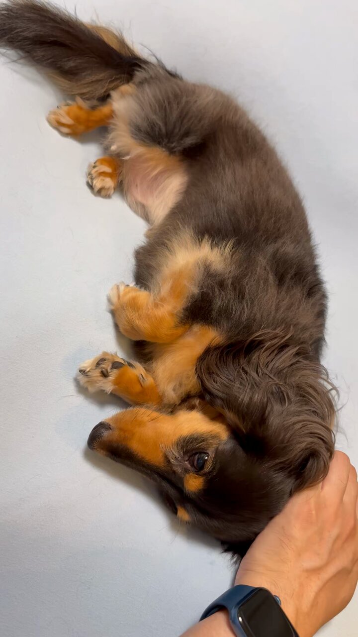 こうちゃんページ こうちゃん家】ダックス、ダックス、ときどきゴールデン