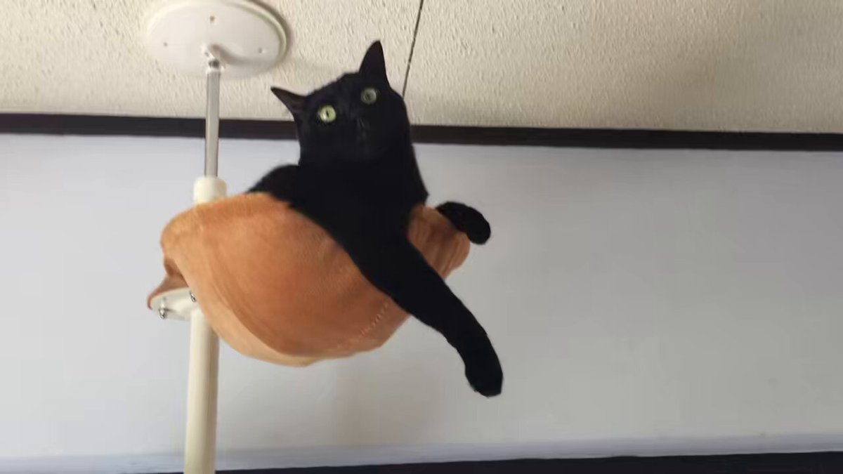 黒猫 黒猫同盟🐾🐈‍⬛🐾 on X: 