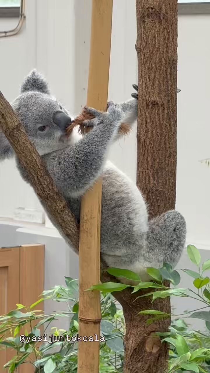@コアラ 王子の姫です🐨🌷☺️ 20250329 🙅‍♀️無断転載禁止です