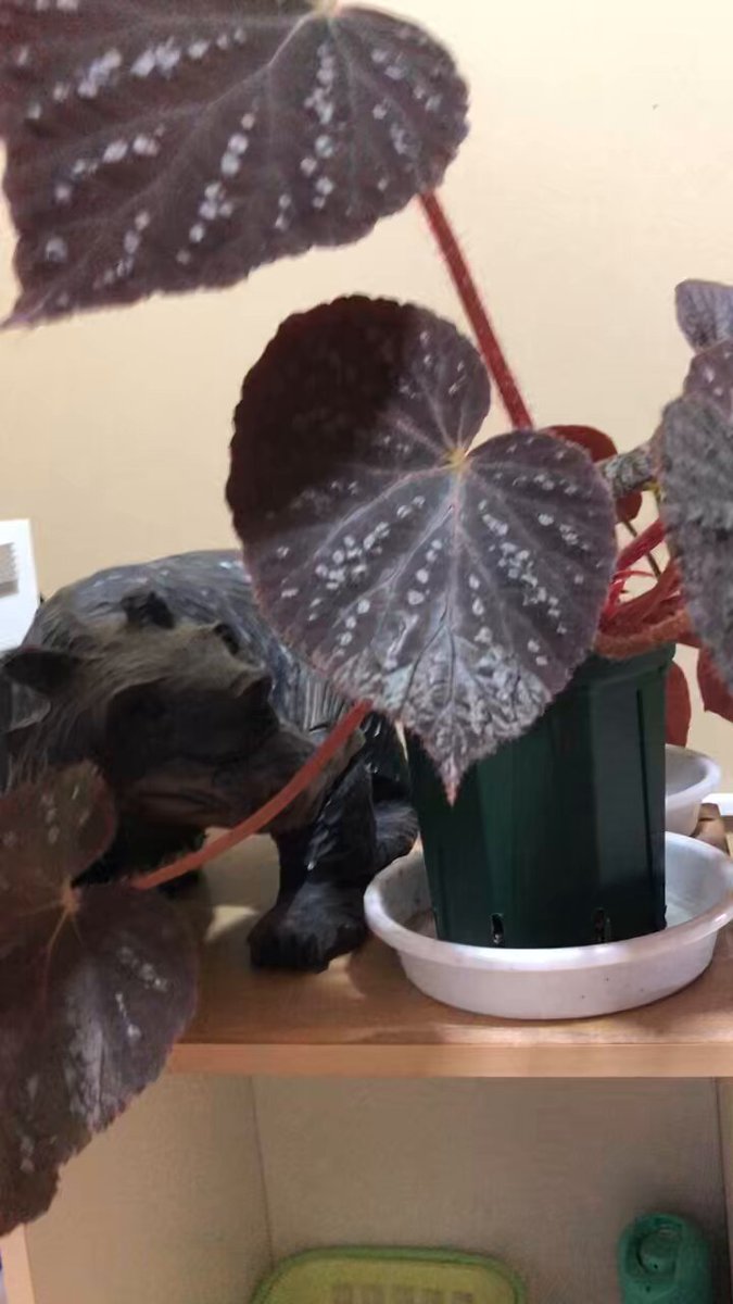 希少品種！ベゴニア・ロッキー（Begonia rockii） Begonia rockii | Plants | GrowTropicals.com
