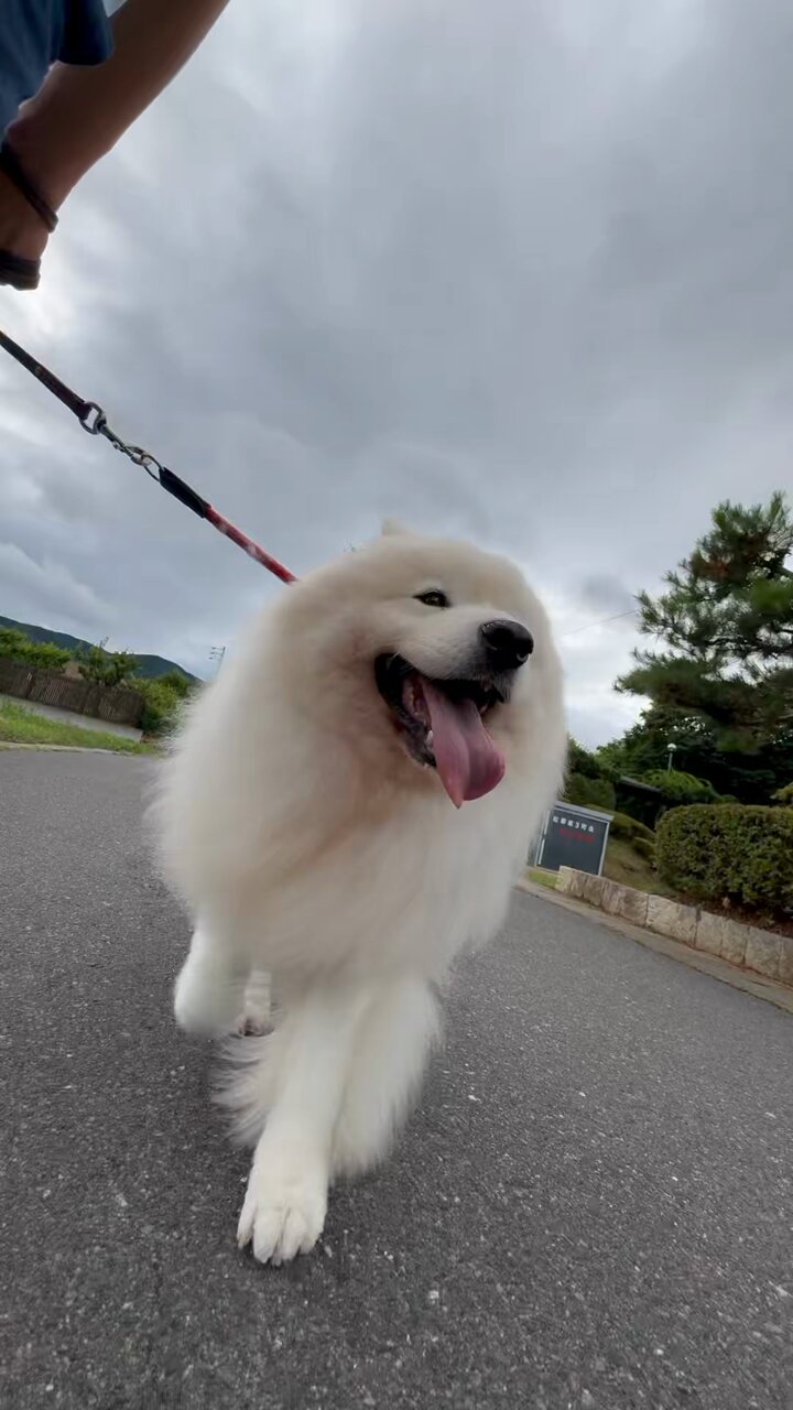 samoyed サモエド ファーコート Samoyed Madam fur coat サモエド マダムファーコートの通販 by