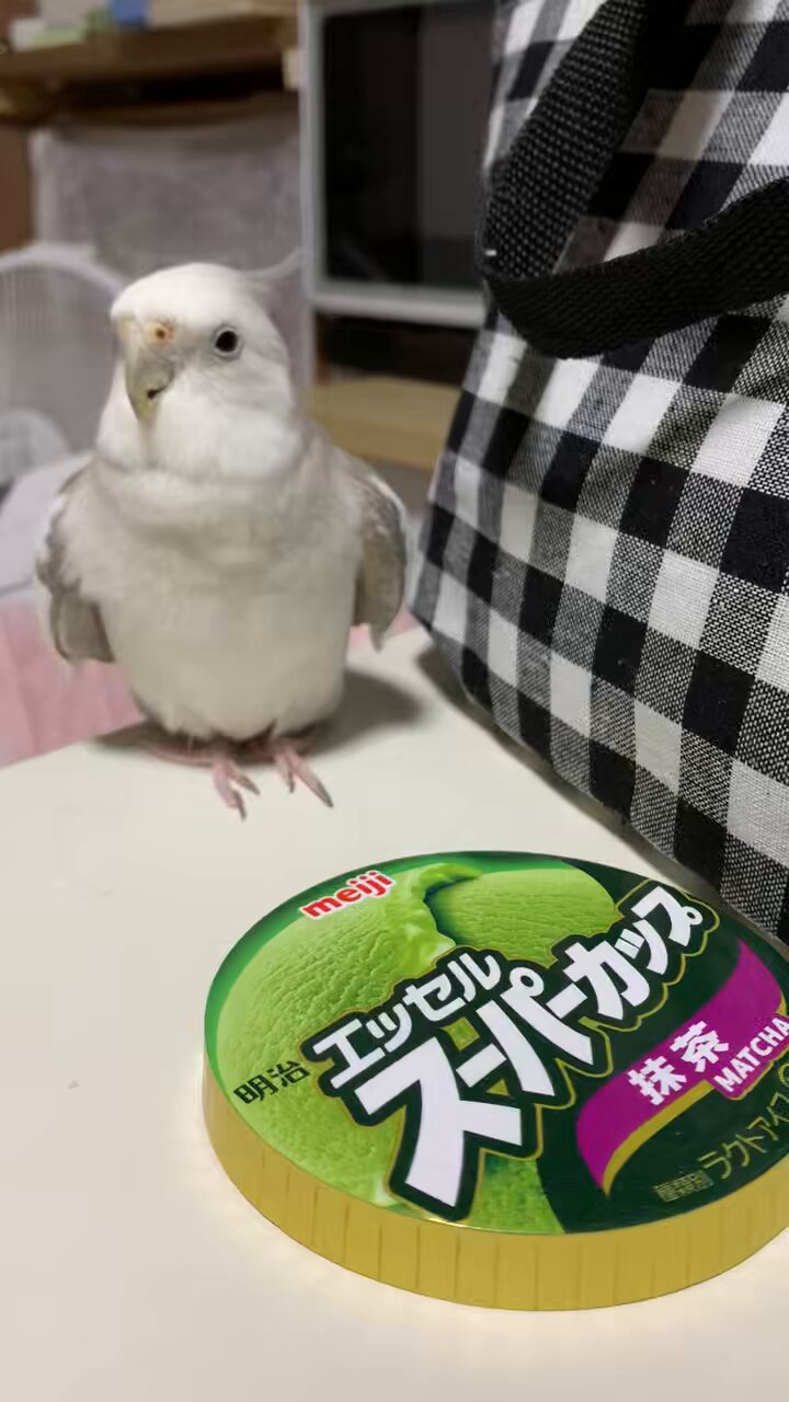 オカメインコ - Search / X