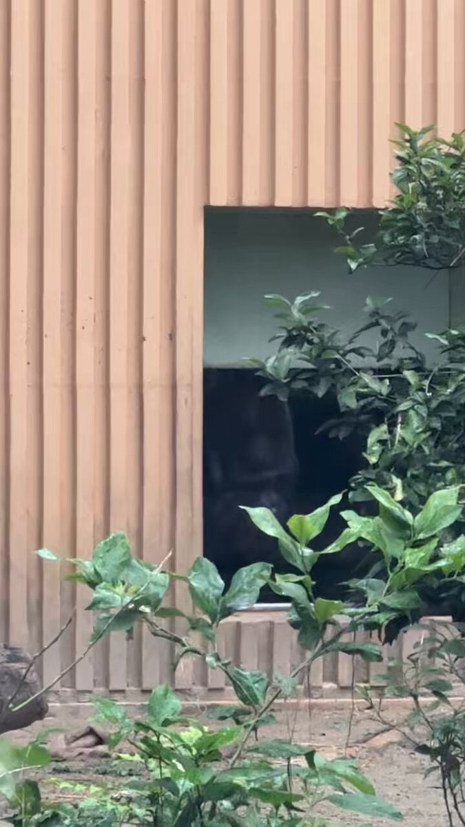 ODYSSEYFZGSDDJFLX10CW ゴリラになります ゴリラ🦍 – търсене / X