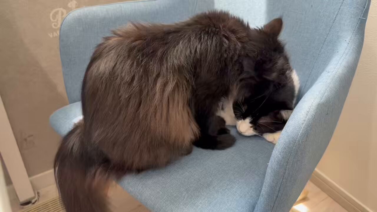 ちいねこ様　iriey lupilien2点おまとめ リルのおさわりマップ🐾 ‥基本、触られるのは苦手なの。 でも