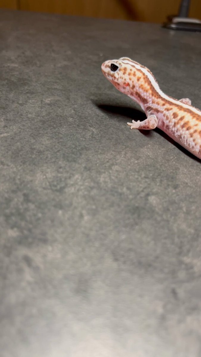 チャンダリスモ・イルストラード/Gecko Turner ゲコ・ターナー：未開封 Yusuke Okada | --------「囚われた赤ちゃん怪獣と怒りの救出