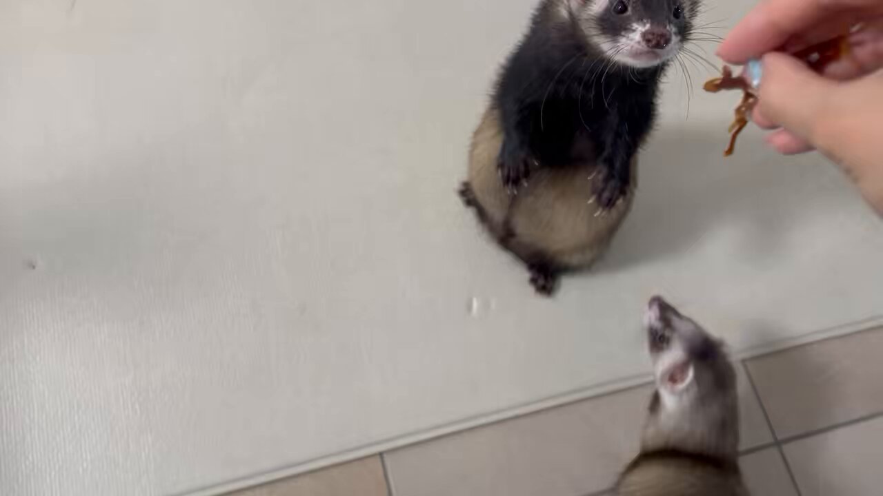 確認ページ♡猫ちゃん4匹♡フェレット10匹 Ferret - Search / X