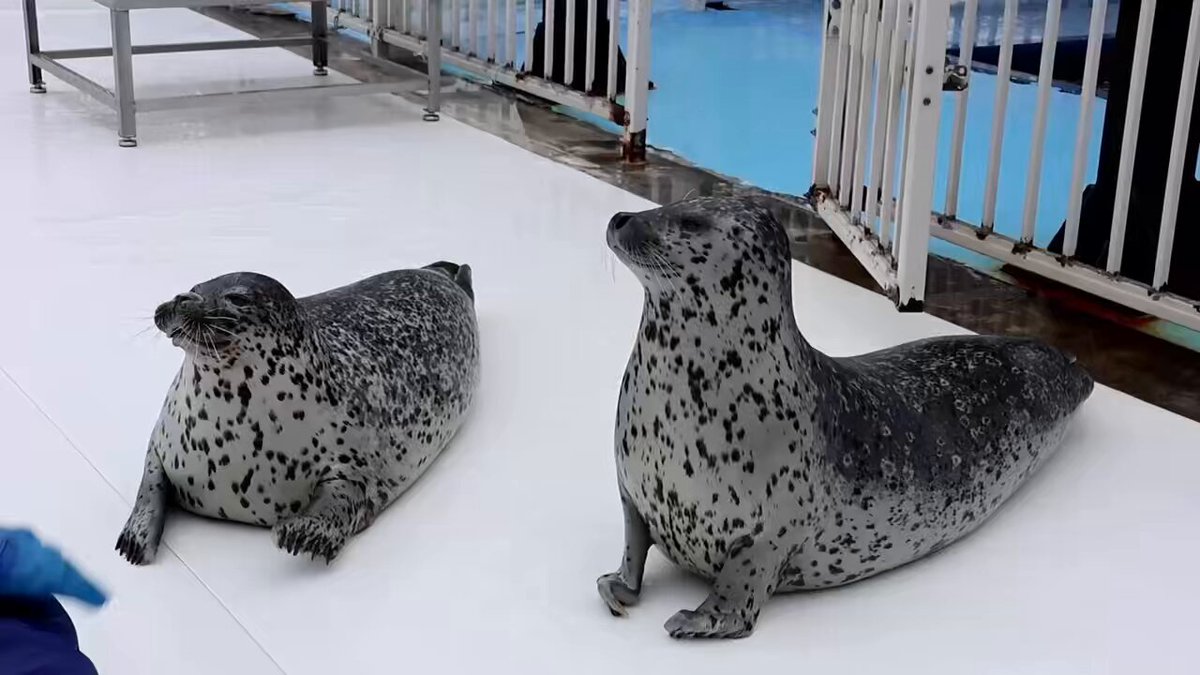 アザラシ博士 にこま🦭 | 🦭 ゆうたくん オホーツクとっかりセンターアザラシ