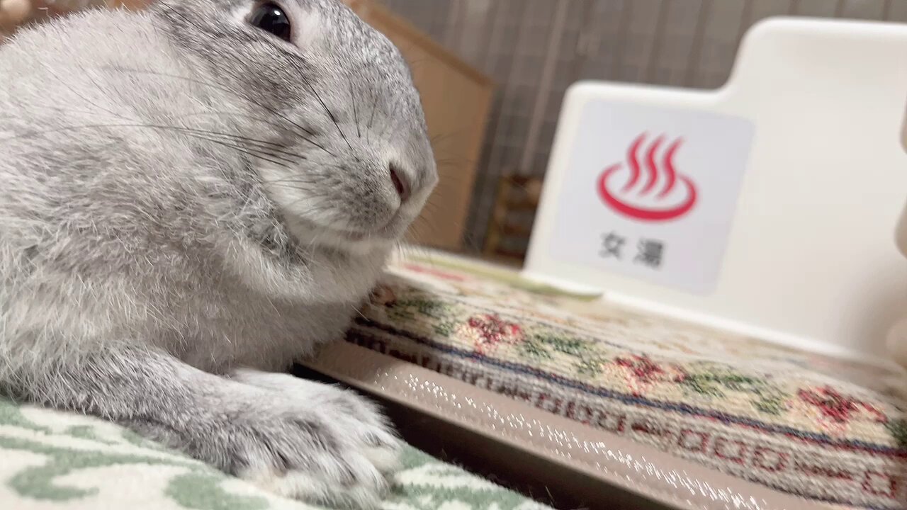 ししまる♀🐰🎀 on X: 