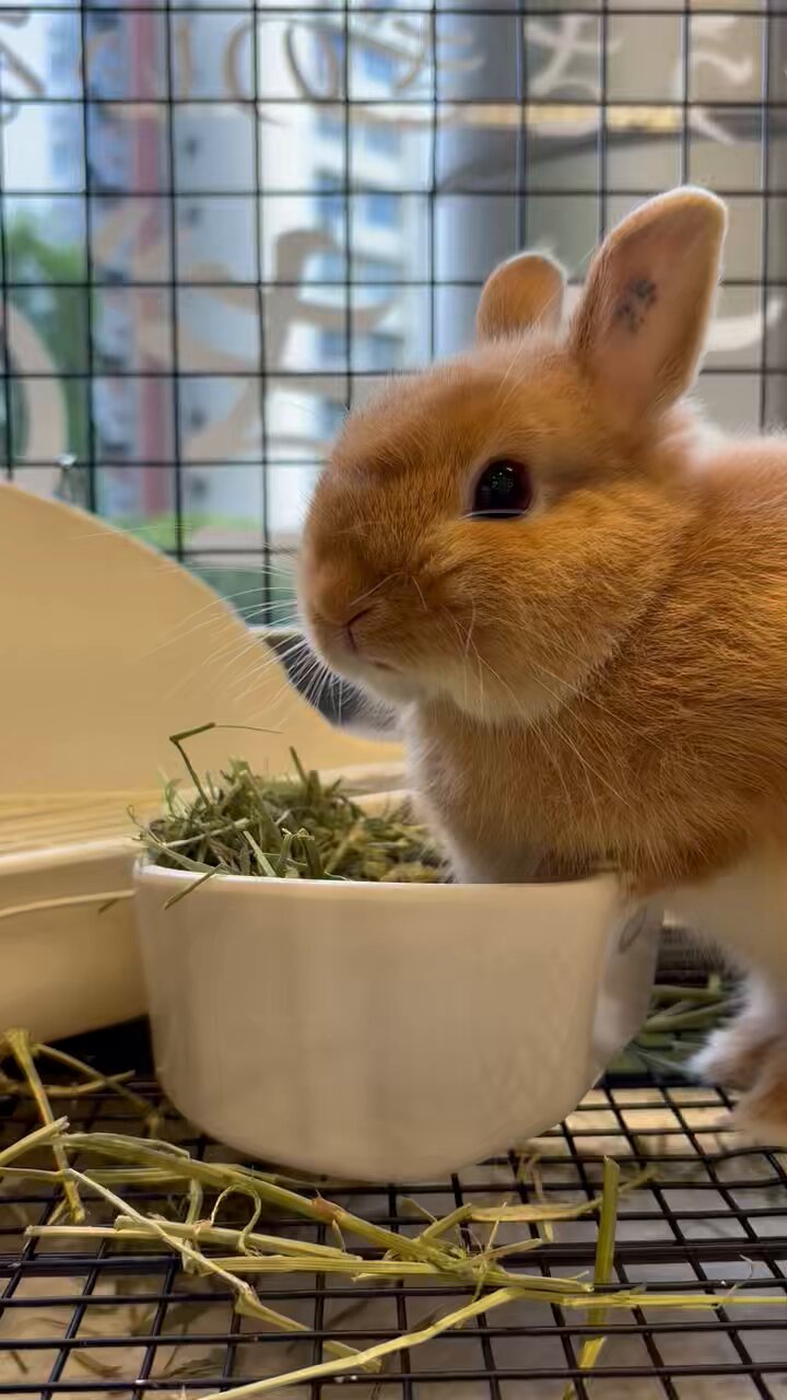 うさぎのしっぽオリナス錦糸町店 on X: 