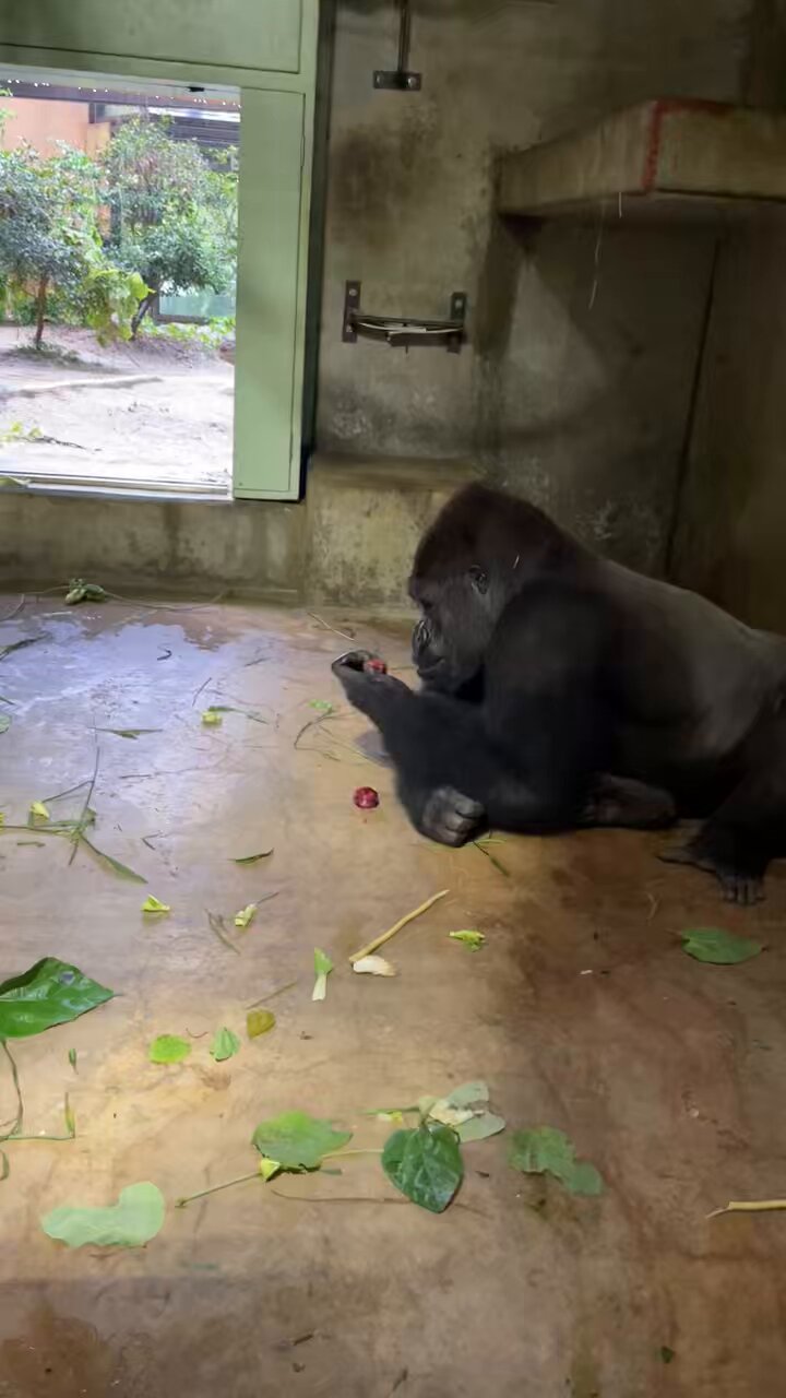 ODYSSEYFZGSDDJFLX10CW ゴリラになります ゴリラ🦍 – търсене / X