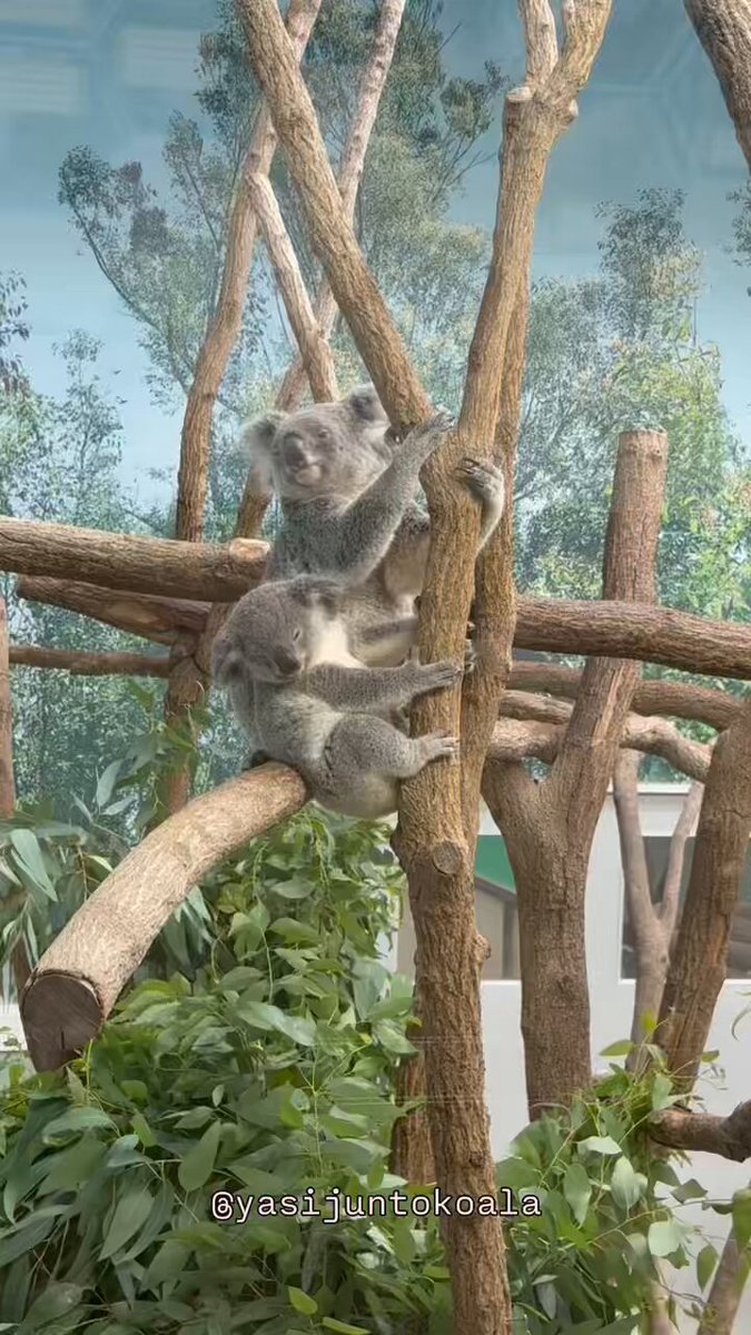 BEACH TREE GIN コアラデザイン Organic Koala Native Citrus Gin – Beachtree Group