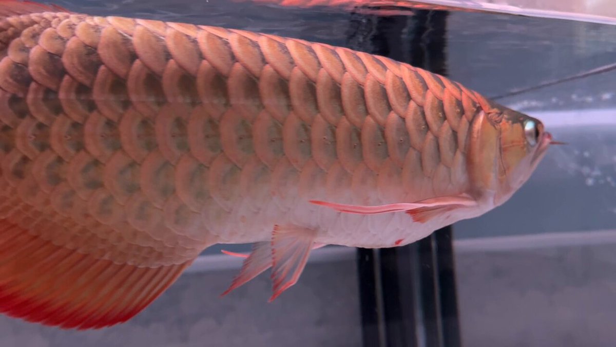 マジカルレッドライト ASK (AROWANA•LIGHTING) (@magical_light_series) • Instagram