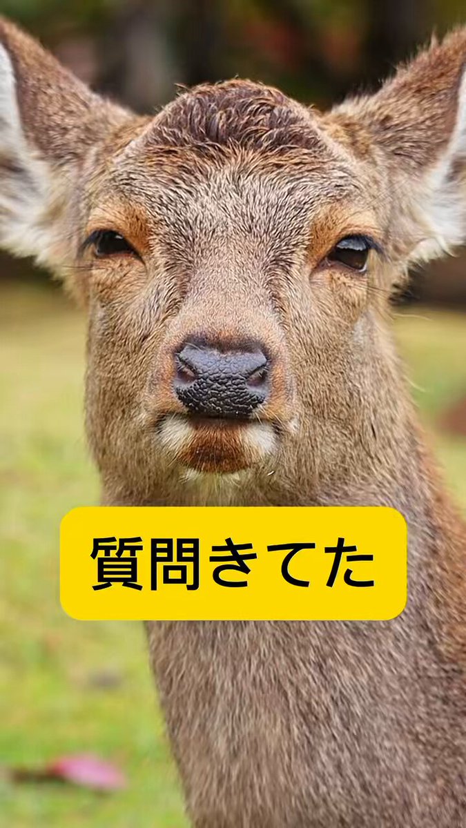 A deer / 鹿 鹿達の日常 【nara deer channel】 on X: 