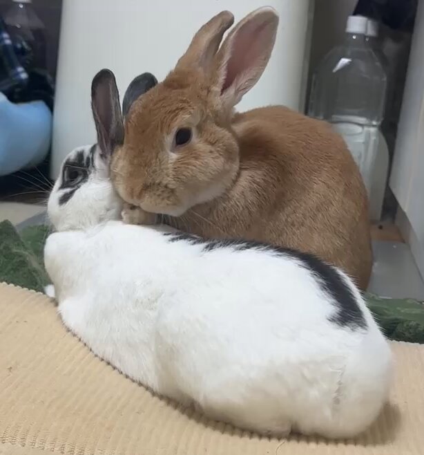 まるうさぎ様、2、おまとめ 風船モコちゃんねる「モコママ」 on X: 