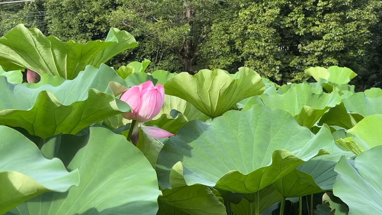 自然の風景 ハスの葉 epo7738979517.jpg