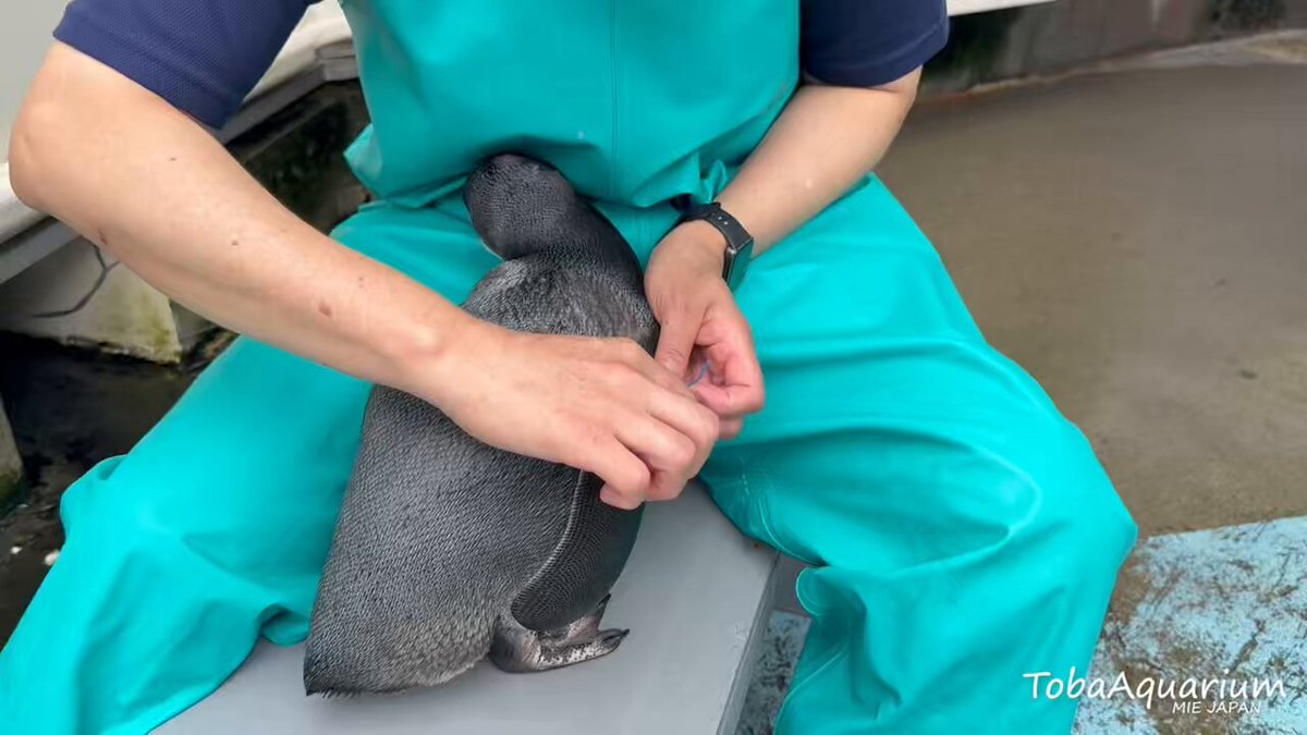 値下げ❗️水族館等に使われる倒木もどき(樹脂製) TAKAGI 高儀 日本製 排水口クラゲ網 大 4907052847279 【ネット