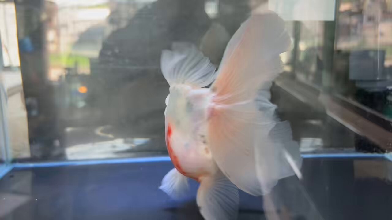 金魚の倉庫 on X: 