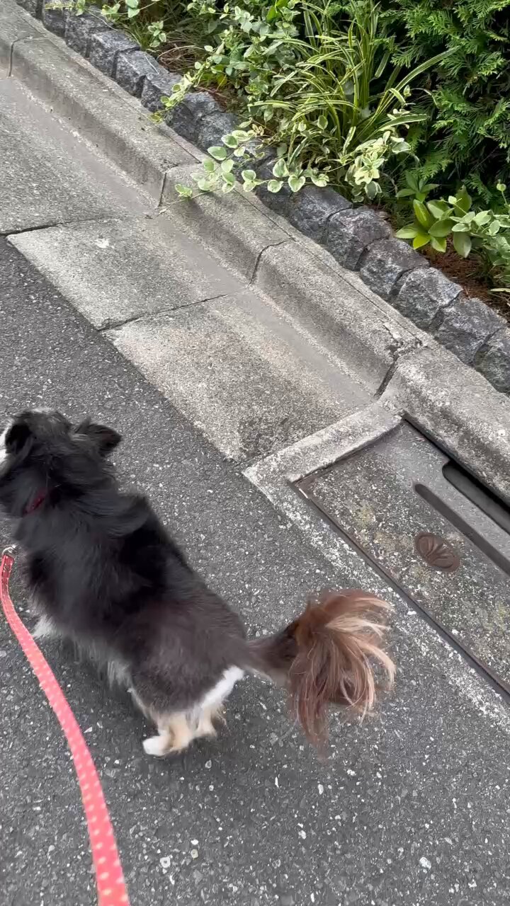 ワわンちゃん♡ 小さくて可愛いチワワちゃん♡#dog#チワワ#ワカバウォーク - YouTube
