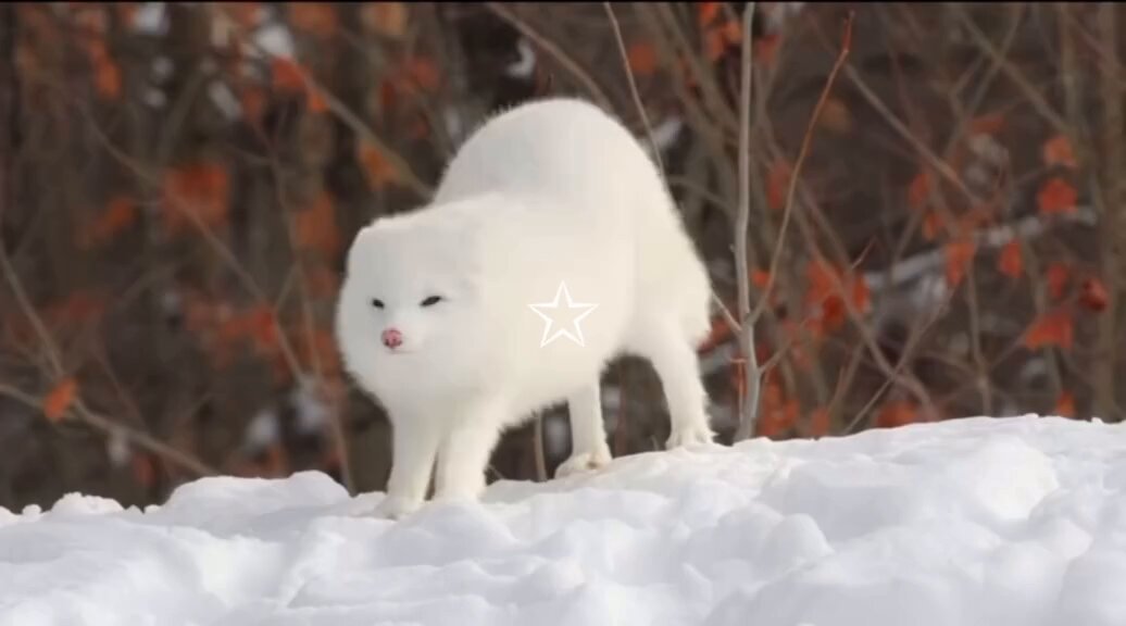 🍁 𝓣𝓱𝓮 𝓕𝓸𝔁 𝓛𝓲𝓯𝓮 🌾🦊 on X: 