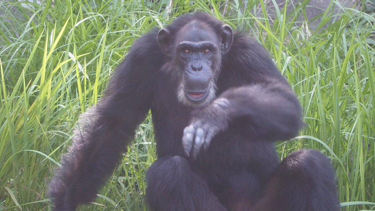 tomochin チンパンジー3点 Ryu, please welcome Marimo. Higashiyama Zoo, Chimpanzee