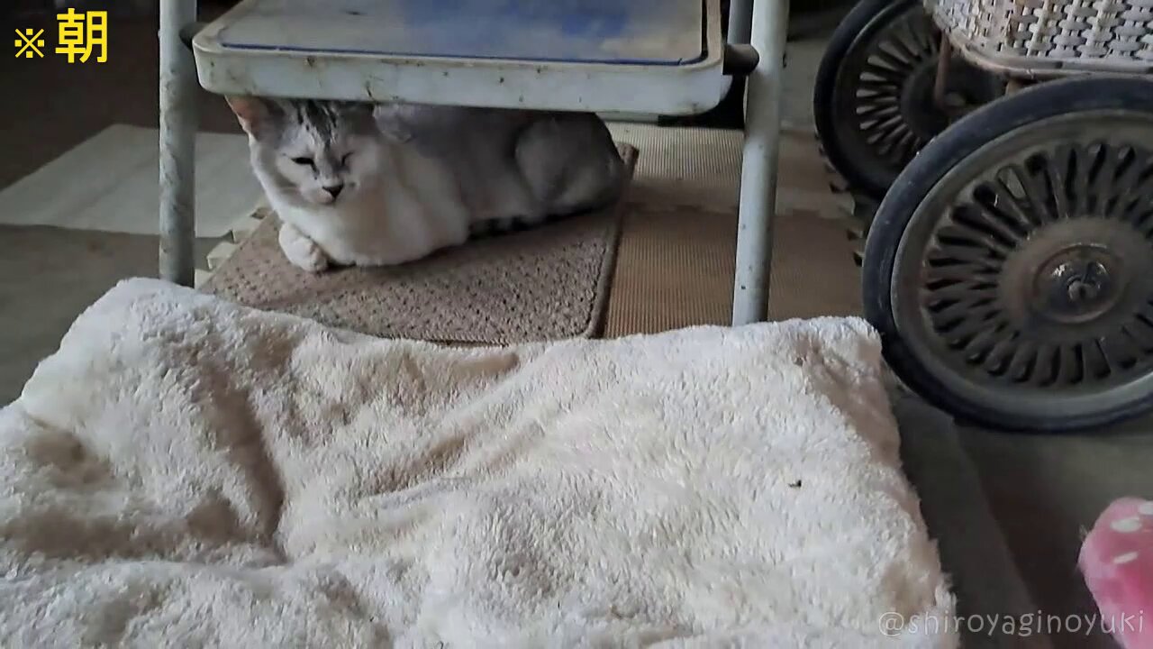 やぎねこページ白百合 31点 🎤 歌うくらら 2曲続けてドーゾー😽♪ ・ あーぱつあぱつ♪ AH