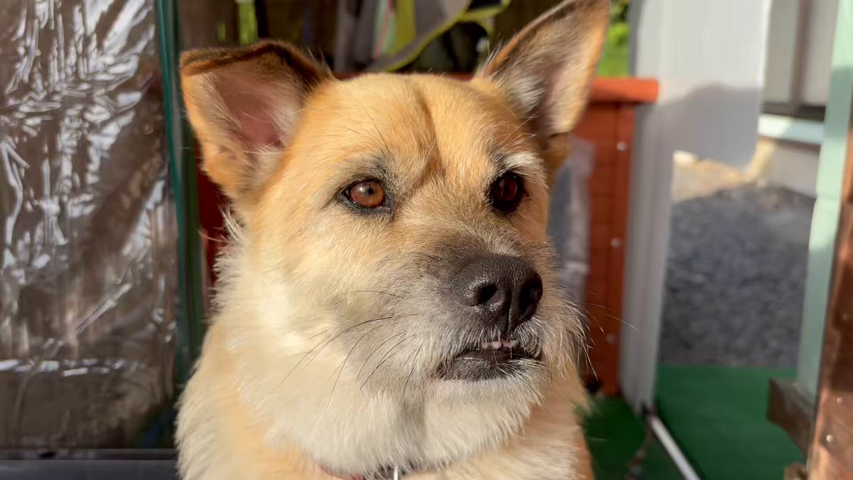 微小犬ページ♡ ペキニーズ チャオズ♡がんもベビー 5月25日産まれ フォーン