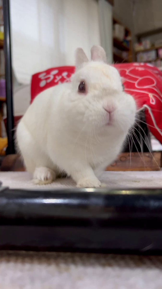 bunnyᙏ̤̫⑅*　様ご覧下さいませ んぴあーと - Search / X