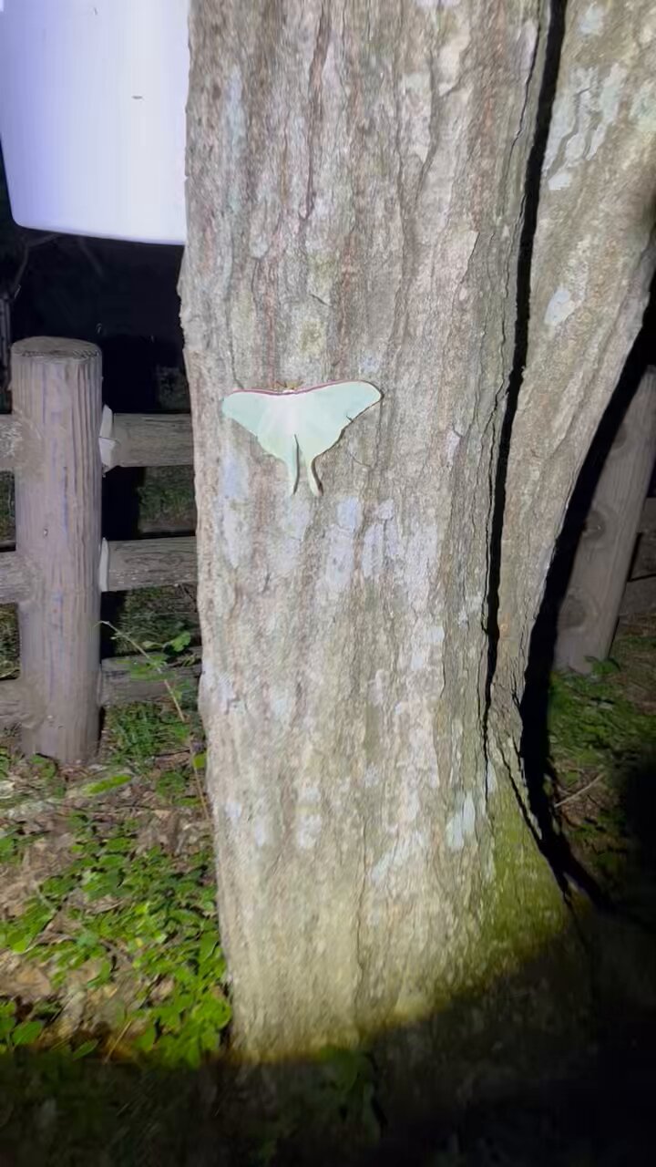 take@蟲神器公認サポーター on X: 