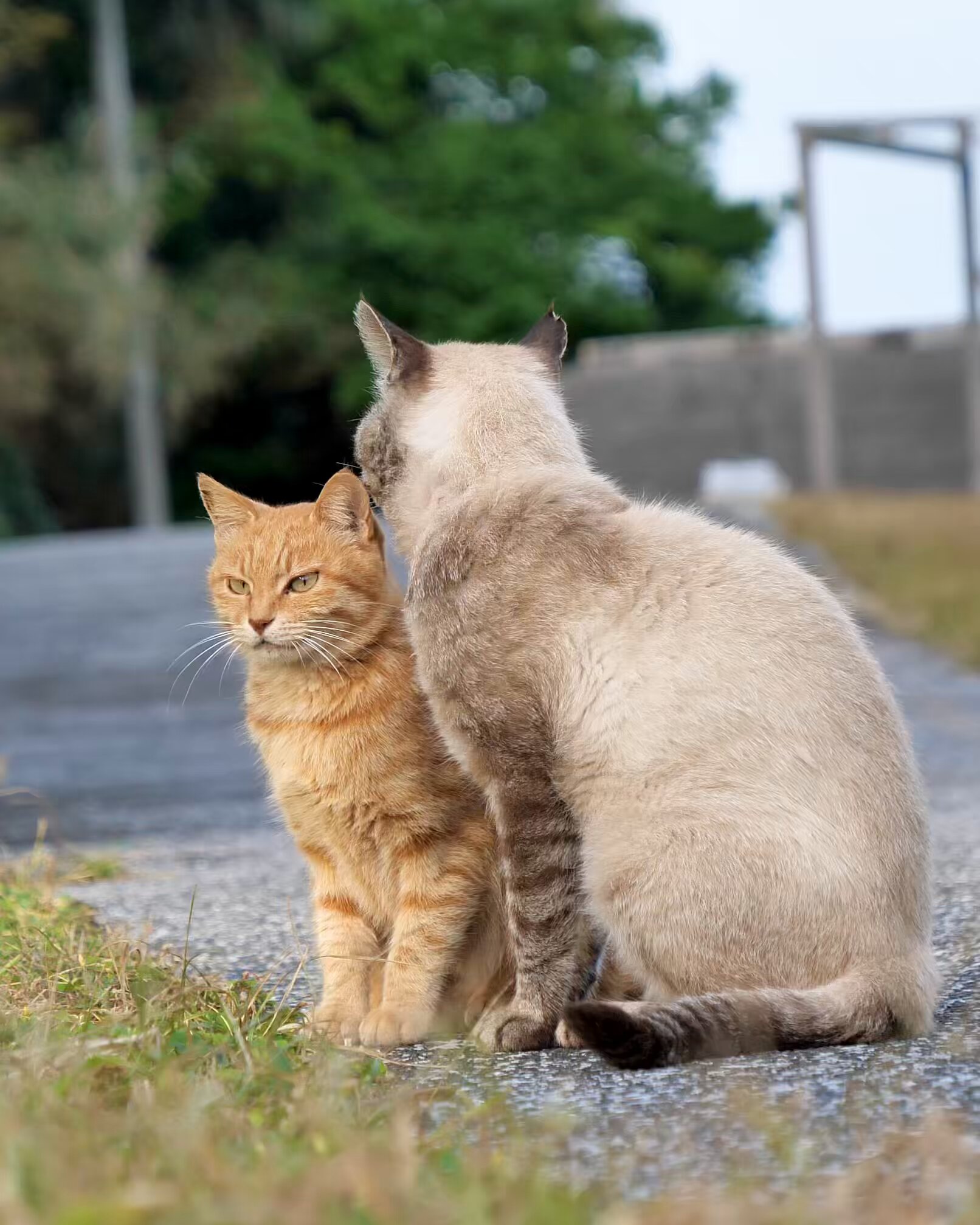 simabossneko 写真集「島にゃんこ」発売中 (@simabossneko) / X