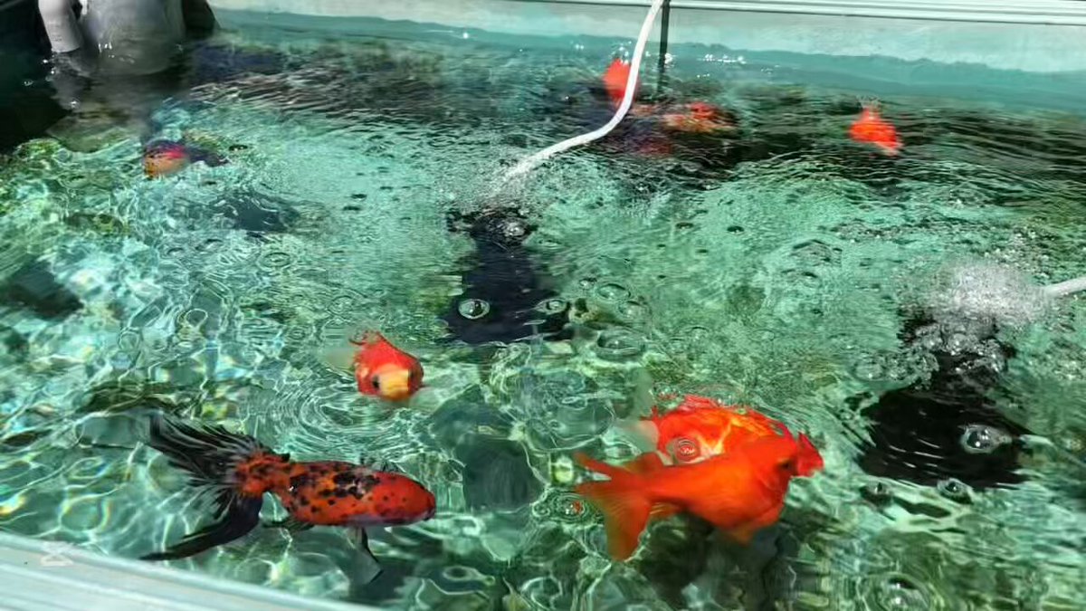 キアリ⭐︎No.1127、1126スイカ1110くらげ1112海1124金魚 金魚 - Search / X
