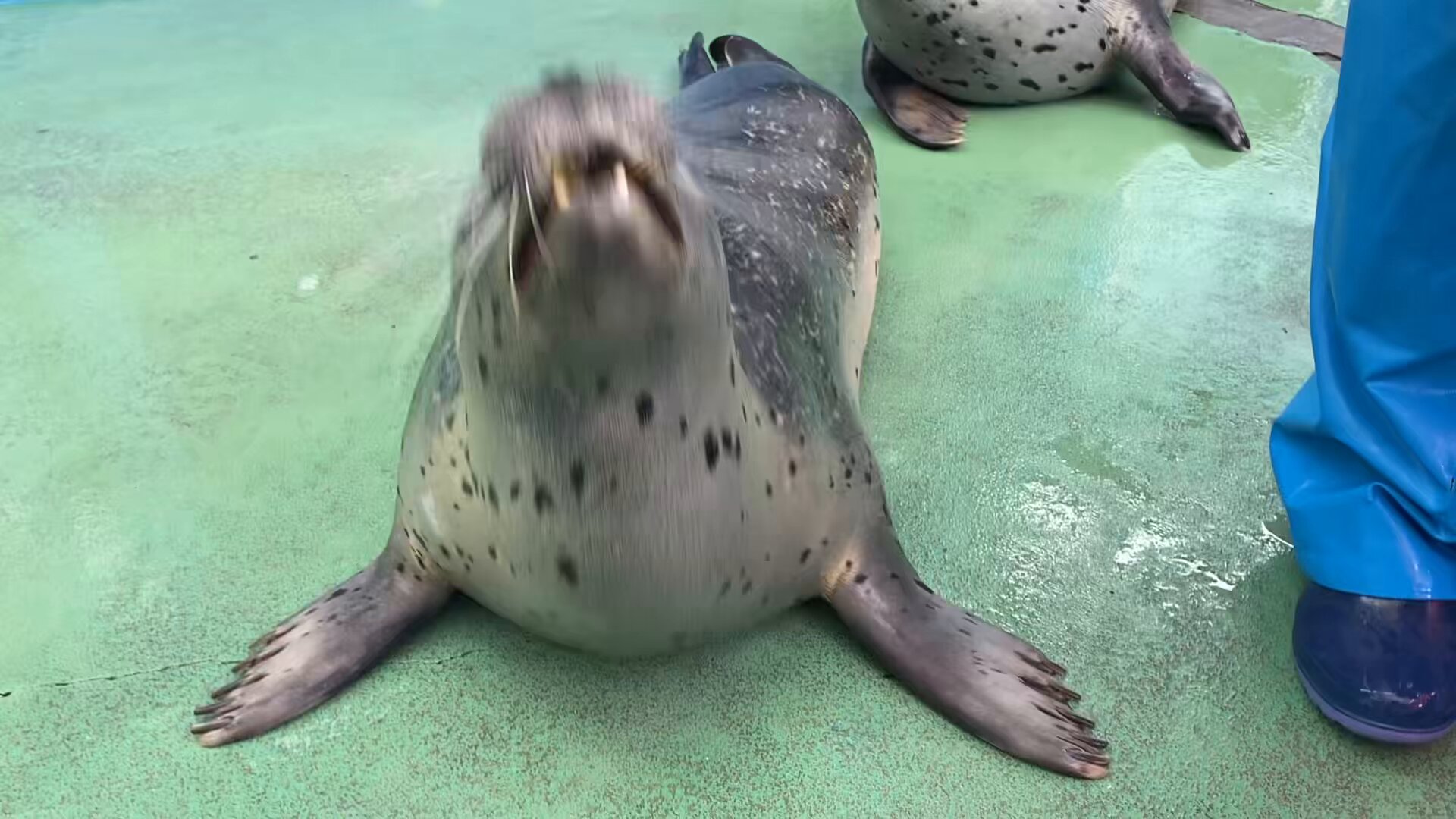 アザラシ  Seals (@dailyseals) / X