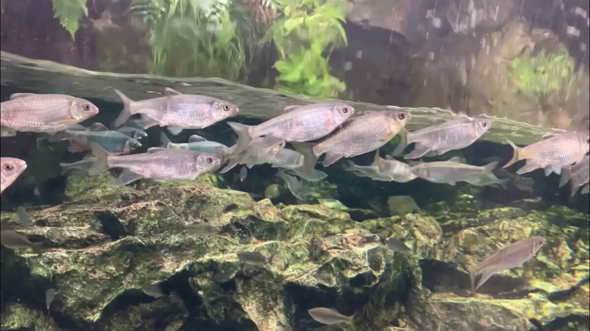 京都水族館 on X: 