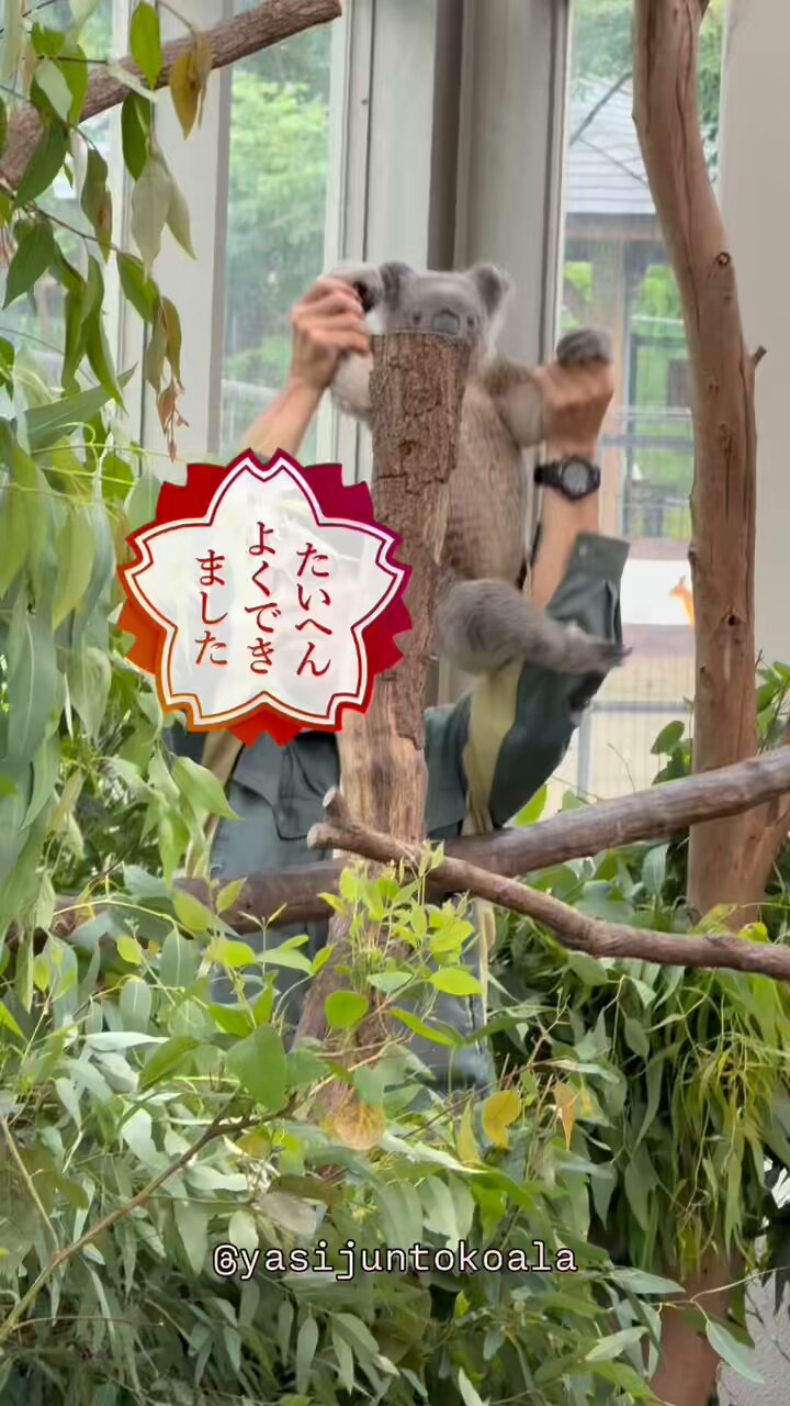 yasijun🐨🐨🐨コアラーイラストレーター on X: 