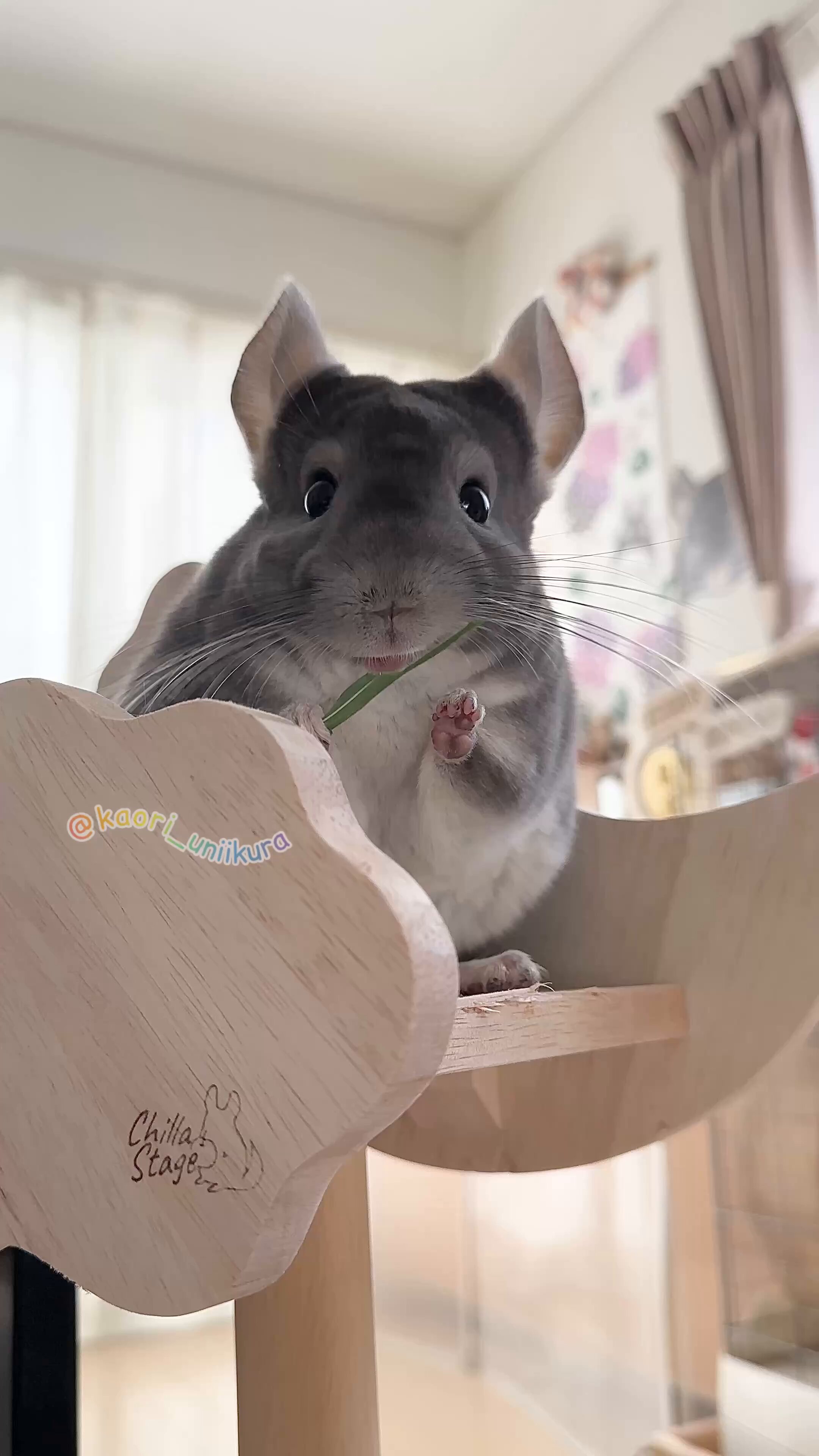 ちぃ様　チンチラちゃん専用のページ チンチラ、飼いはじめました！ | 株式会社誠文堂新光社