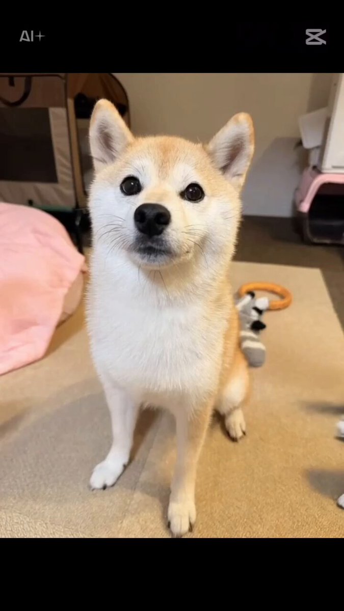 しば犬です。私の汗と涙が染み付いています。 しば犬です。私の汗と涙が染み付いています。