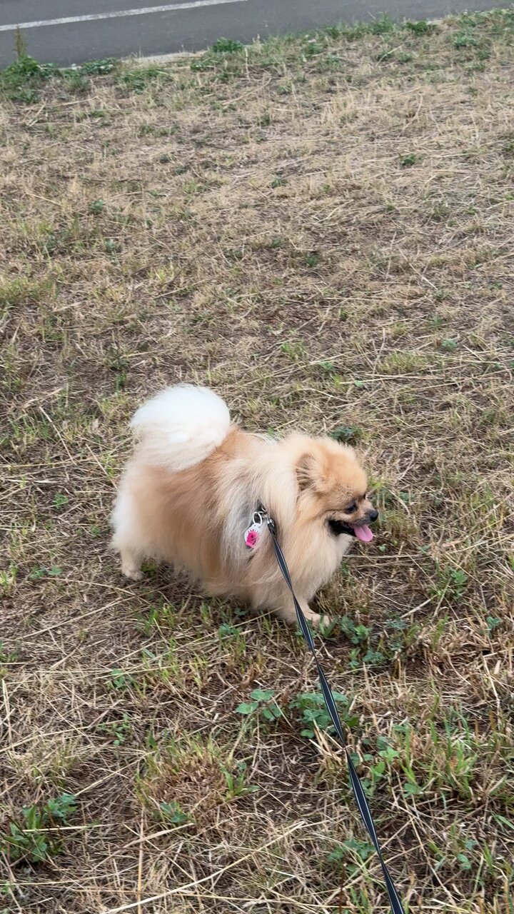 ポメ子 モモ太郎🐶🍑［#ポメラニアン］ on X: 