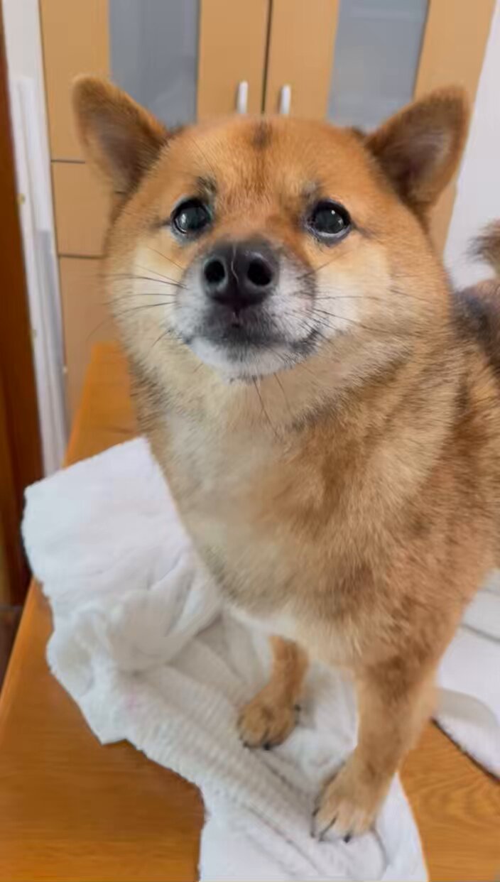 豆柴です☆ The older Shiba Inu gets tangled up in a puppy, protests in