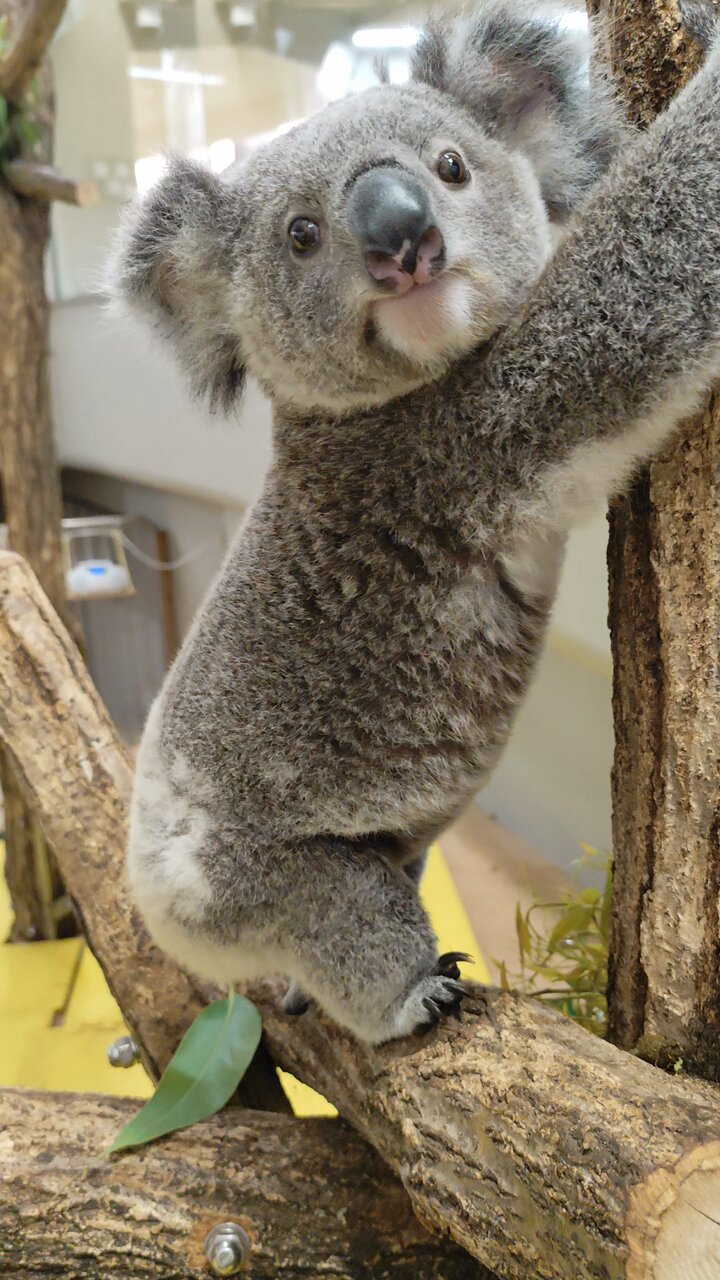 コアラ様♡専用 🐨やしじゅん🐨コアラー(2025もコアラ年) | ユーカリ交換やデェ