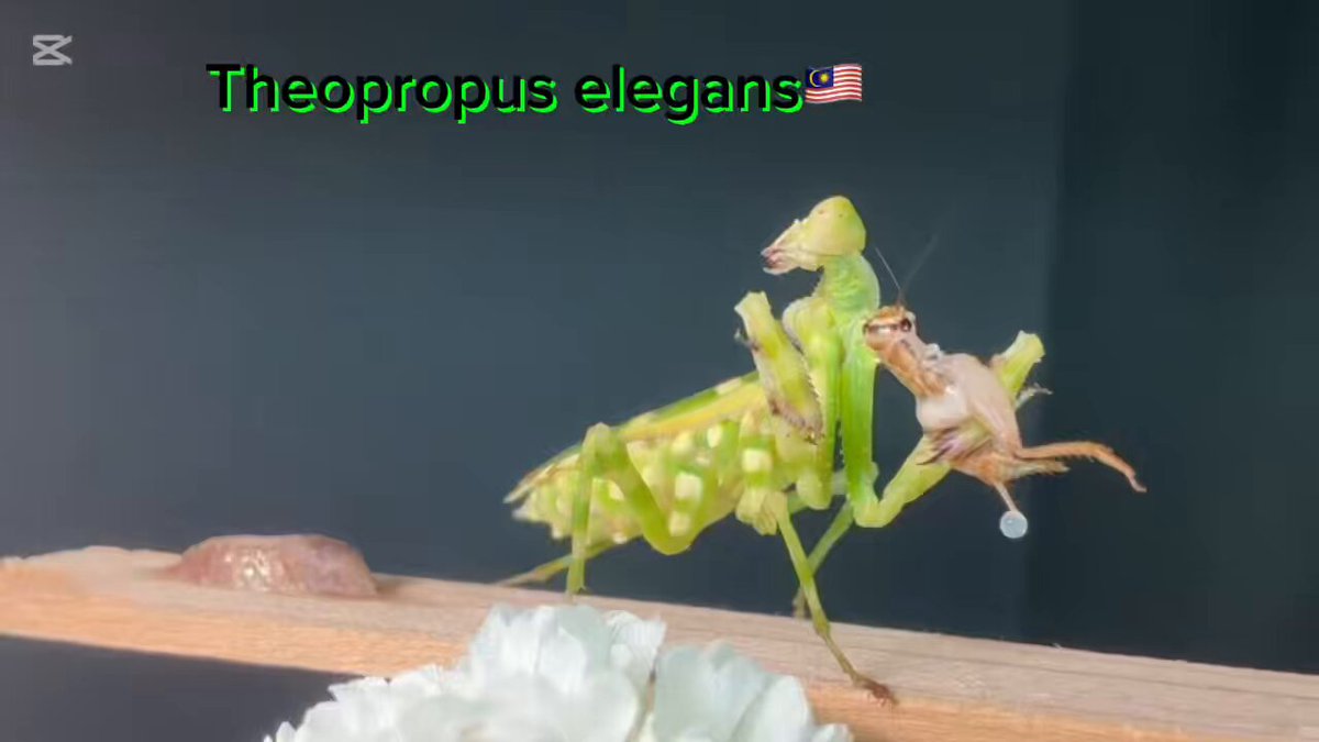 おおかまきり様 ありがとうございます オオカマキリ映像集（企画