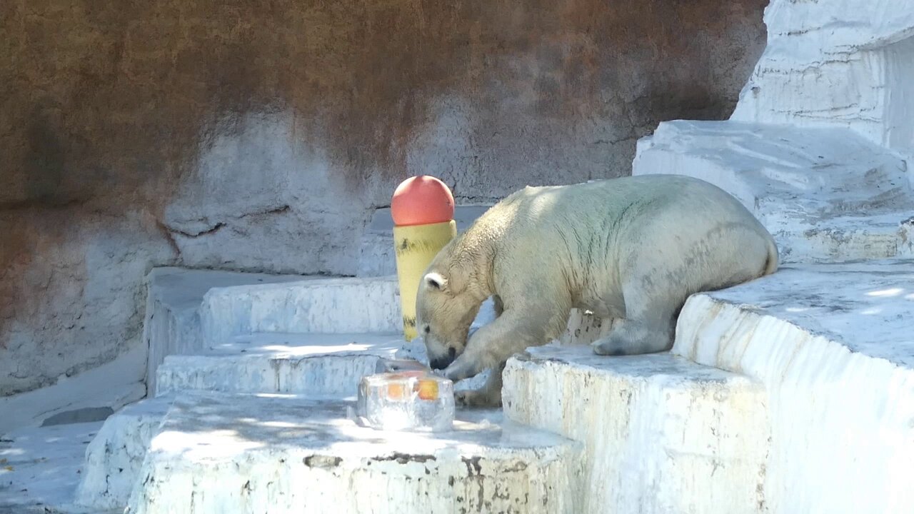 ショルダーバッグを下げたホッキョクグマさん b-7441_1.jpg