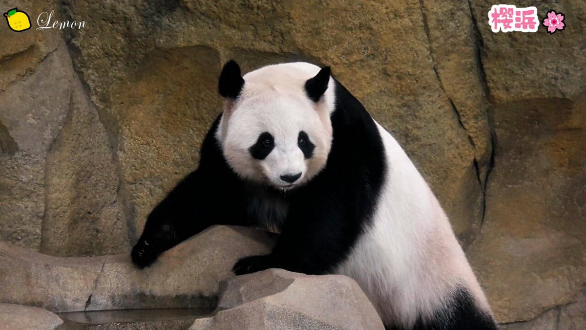 giantpanda - Search / X