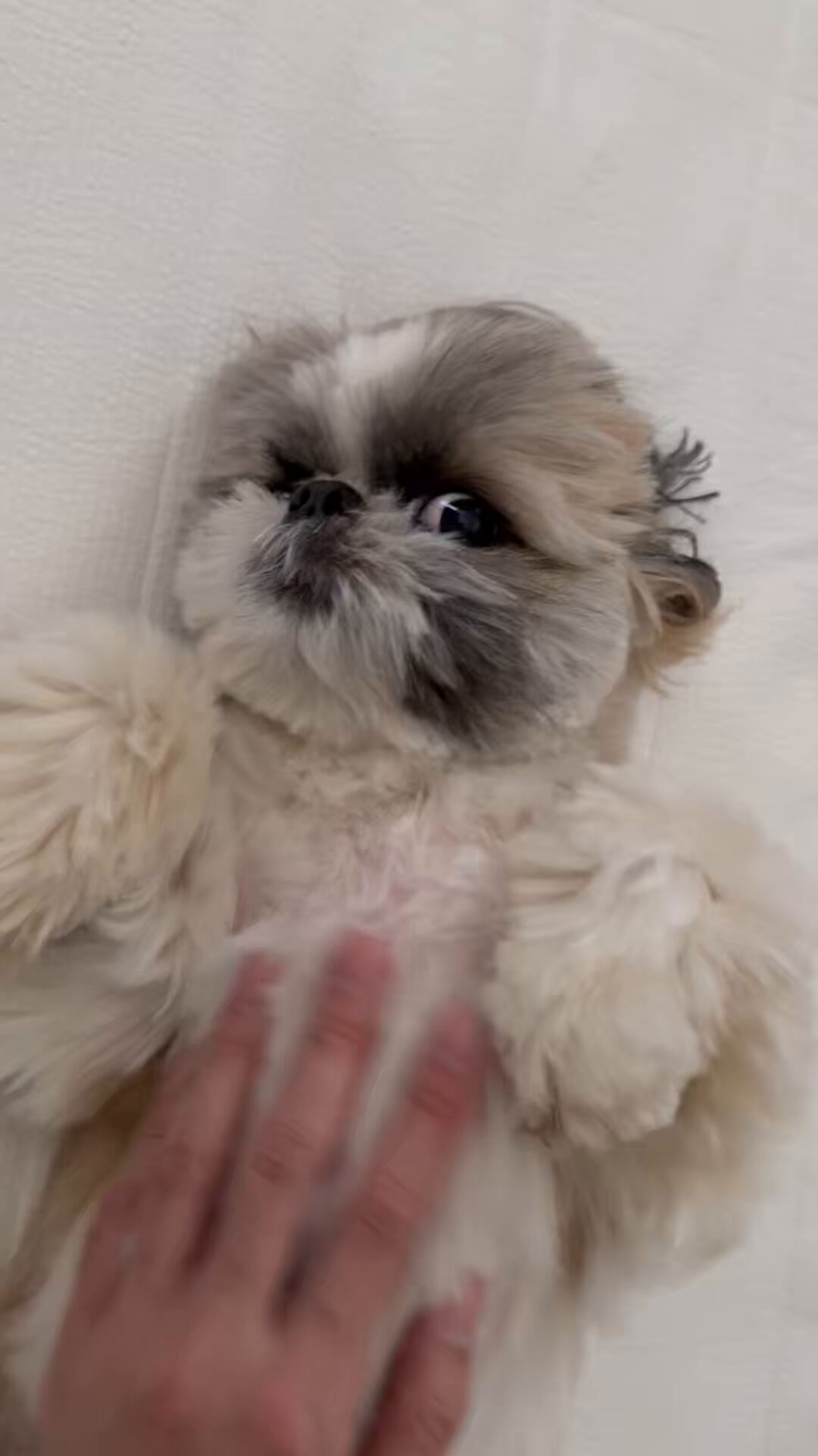 シーズーのズーコ♂ (@shih_tzu_co) / X