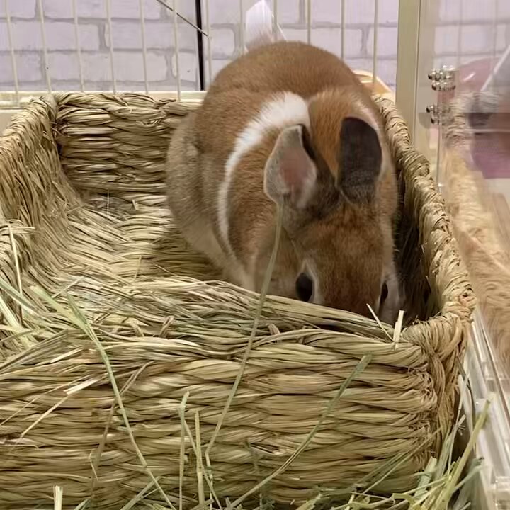 ウチのミカンちゃん【ミニウサギ】 on X: 