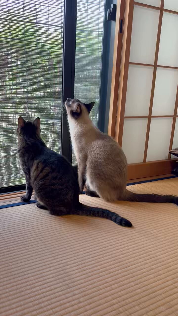 まさむねこページ マサム猫 (cat_rin84@) / X