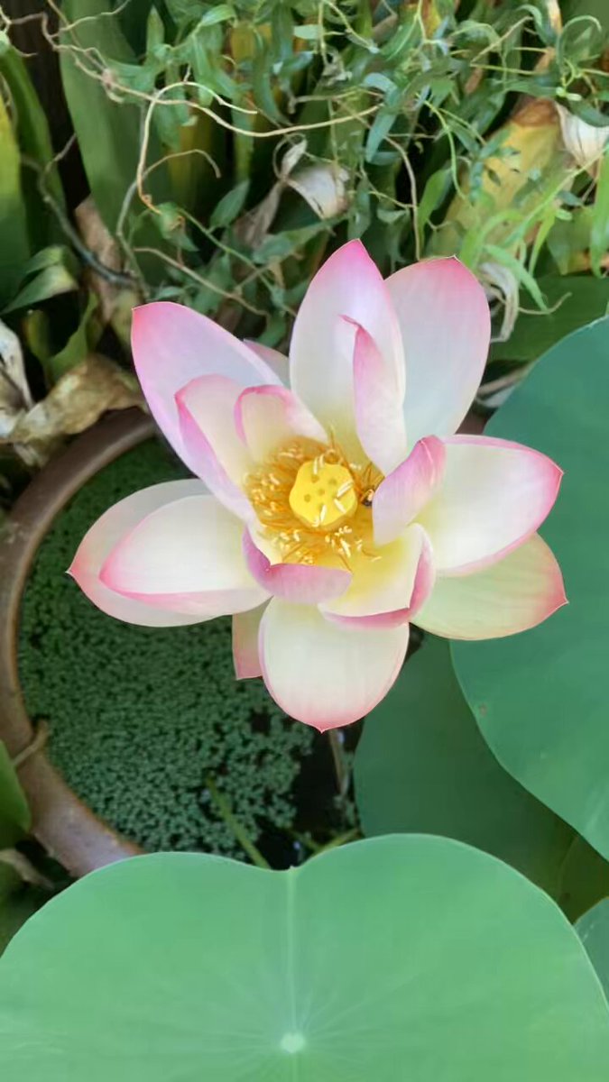 くし　旧蔵　紗音　蓮の花 くし 旧蔵 紗音 蓮の花 - その他